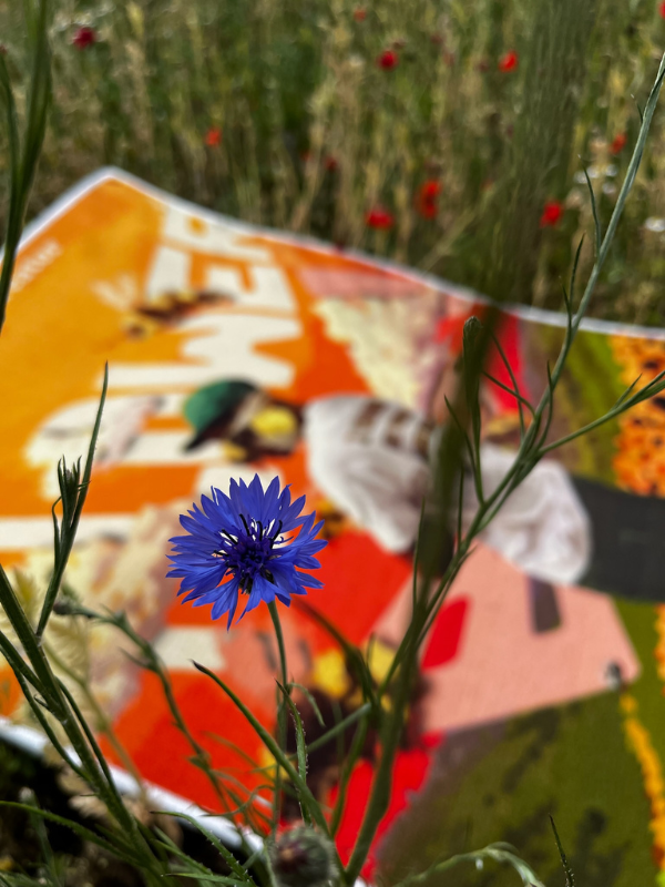 Flower Boy rug – flower foreground Foreground flower in sharp focus with the Flower Boy rug softly blurred behind for depth